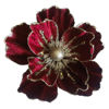 Clip on Magnolia - Red with Gold Centre | 22 x 22 x 6.5